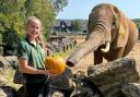 Elephantastic - African elephant Tembo has been hard at work tending to his vegetable patch