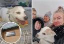 Cremation - Dog Bella was cremated with other pets despite the family's explicit wish to have a private cremation