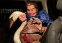 Rescue - The dog walker, her mother pictured with the swan, helped a swan which was stuck on a field near Colchester for more than 12 hours