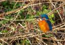 Snap - Lynn Sampson managed to take great pictures of her local kingfisher in Colchester