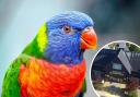 Rainbow lorikeet escapes from zoo after visitor leaves enclosure with 'bird on them'