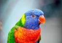 Missing- a photograph of one of the rainbow lorikeets at Colchester Zoo