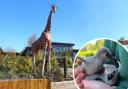 Roundup - Animals at Colchester Zoo were counted as part of the annual animal roundup