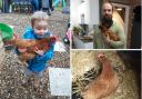 Mischief - Nugget the chicken with various family members