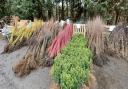Plants - range of trees, shrubs and bushes available for collection