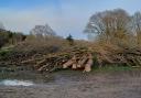 Controversial - felled trees at Friday Woods