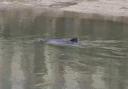 Spotted - Residents spotted a Harbour Porpoise at the Colchester Hythe docs