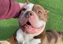 Adopt - Bubbles, a stray 'exotic' bully dog is up for adoption