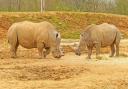 Rhinos Astrid and Otto at Colchester Zoo