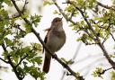Essex Wildlife Trust has confirmed the return of one of the UK's most iconic songbirds, the nightingale
