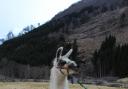 One of the llamas on the walk