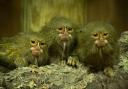 Adorable - three of the marmosets at Colchester Zoo