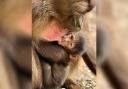 Newborn - Colchester Zoo celebrated the birth of a new gelada baboon