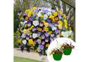 You Garden has done the hard work for you with these pre-planted Pansy 'Cool Wave' hanging baskets