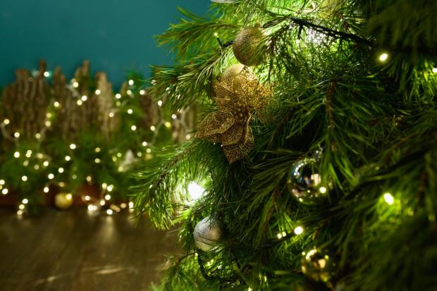 Gazette: Buy your Christmas tree online (Canva)