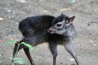 Adorable - Colchester Zoo announced the birth of blue duiker Haslam Pictures: Colchester Zoo