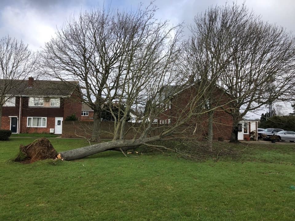 Uprooted – a tree on the Willows green is felled by the strong wind (Credit: Steve Farrow)