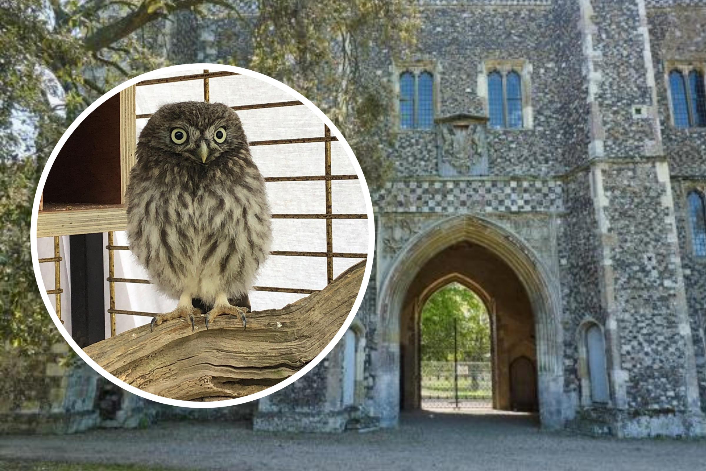 St Osyth Priory to host owl-inspired Easter egg hunt - Vimarsana News