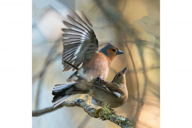 Chaffinches on branch, by Rod Mckenzie