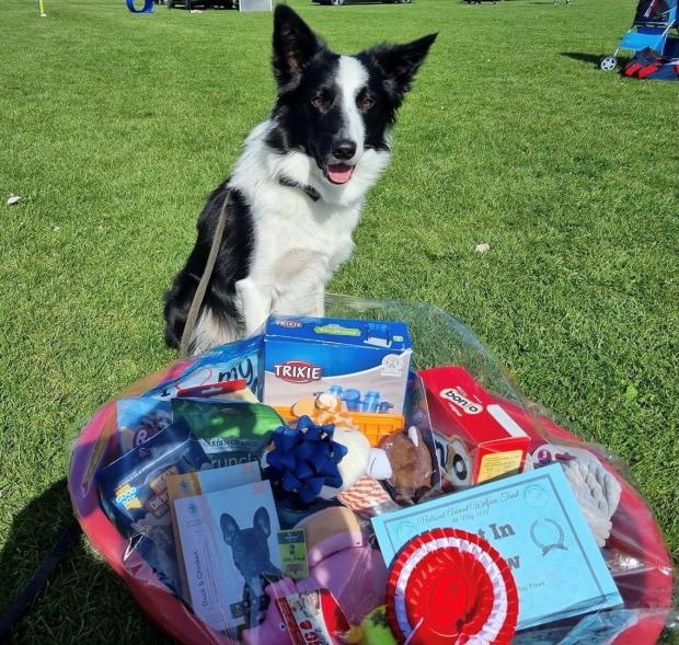 Gazette: Star - Harley the collie with his best in show prize hamper