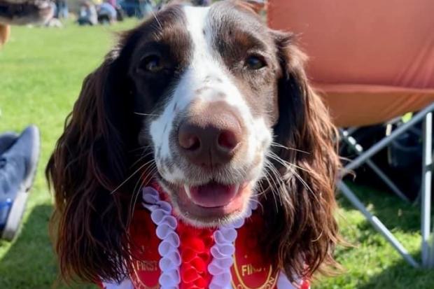 Winner - Willow the spaniel won the waggiest tail of the day