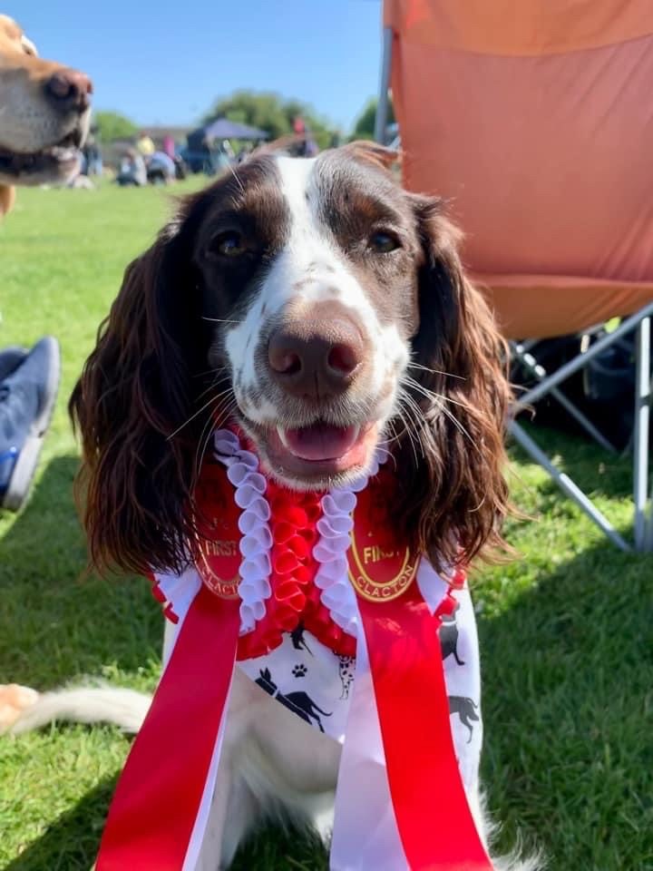Pooches show off at dog show in Little Clacton