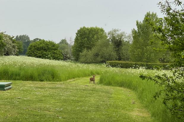 Wildlife spotted - a deer amongst the overgrown field