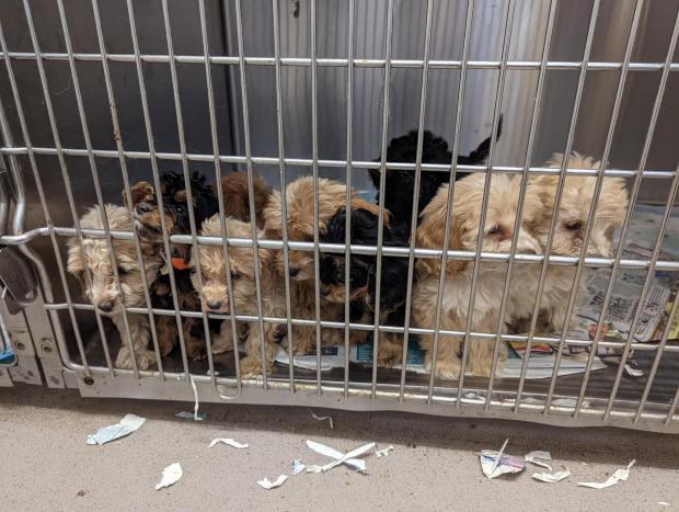Gazette: Some of the puppies which were abandoned. Photo: RSPCA