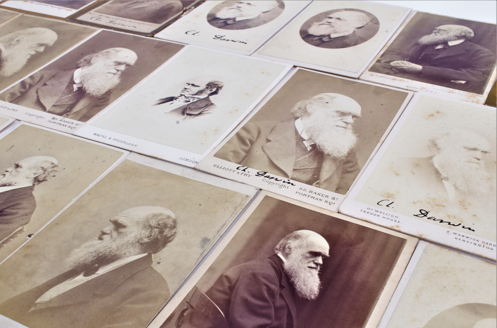 Charles Darwin collection to go on sale in Reeman Dansie - Vimarsana News