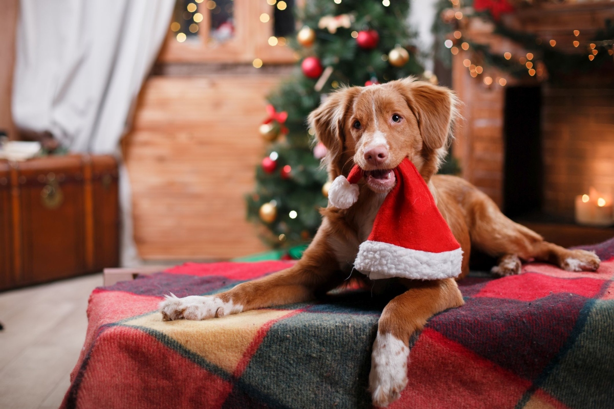 5 fatal dangers for pets at Christmas and how to avoid them