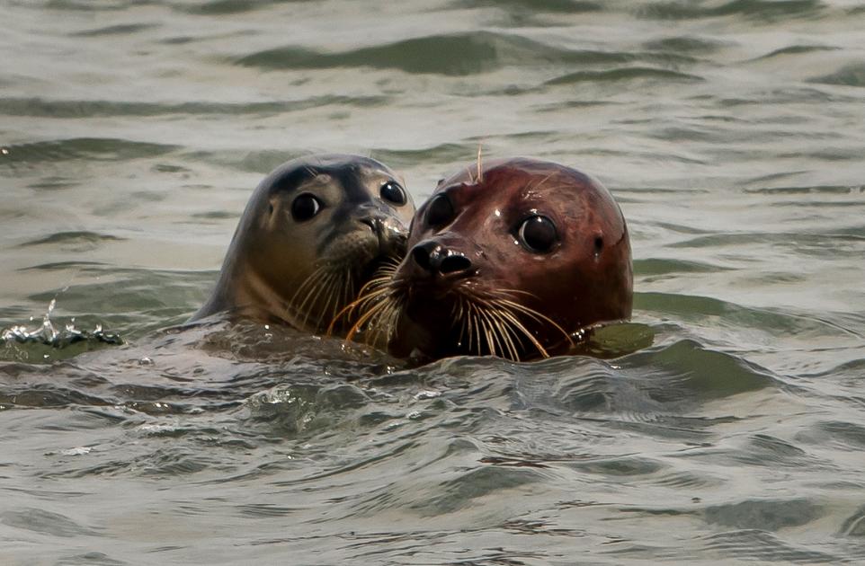 Frinton marine mammal experts issues advice on seal pupping season