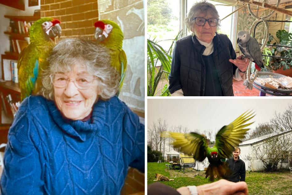 Colchester woman, 86, appealing to find missing macaws