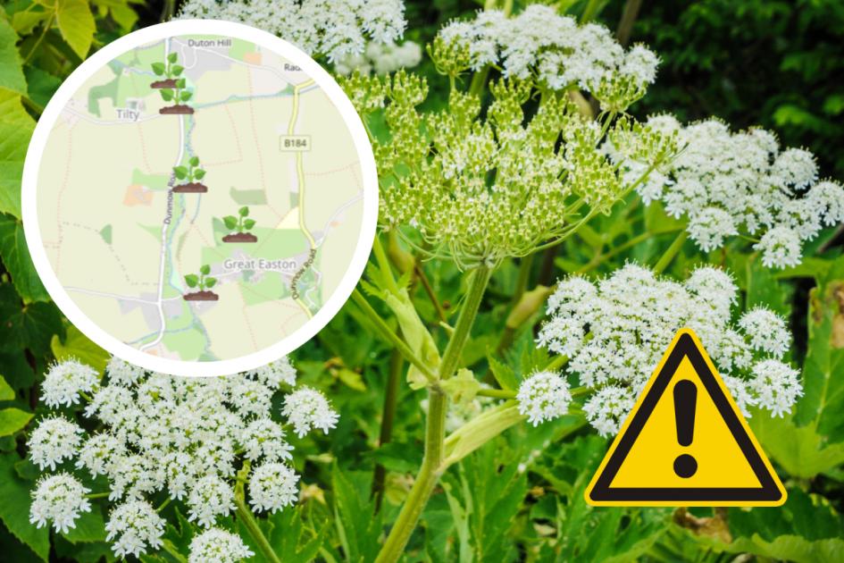 Essex Giant Hogweed hotspots people need to be aware of