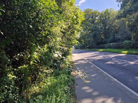 Gazette: Greenery - overgrown foliage in Berechurch Hall Road Gazette: Greenery - overgrown foliage in Berechurch Hall Road