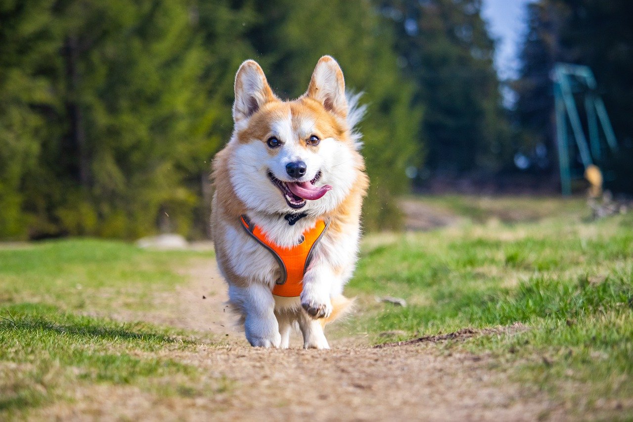 Colchester dog walking services on offer in the city - Vimarsana News