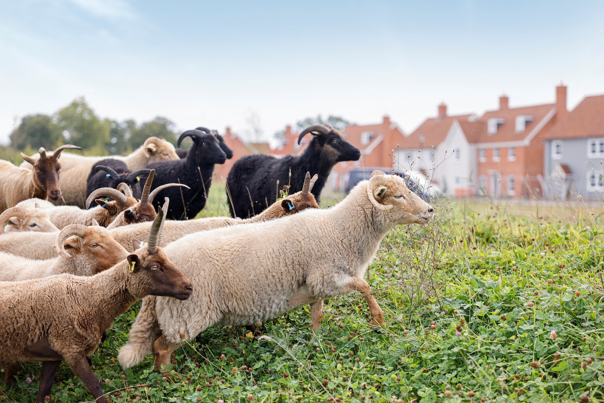 Rare breed sheep flock to new development in Manningtree - Vimarsana News