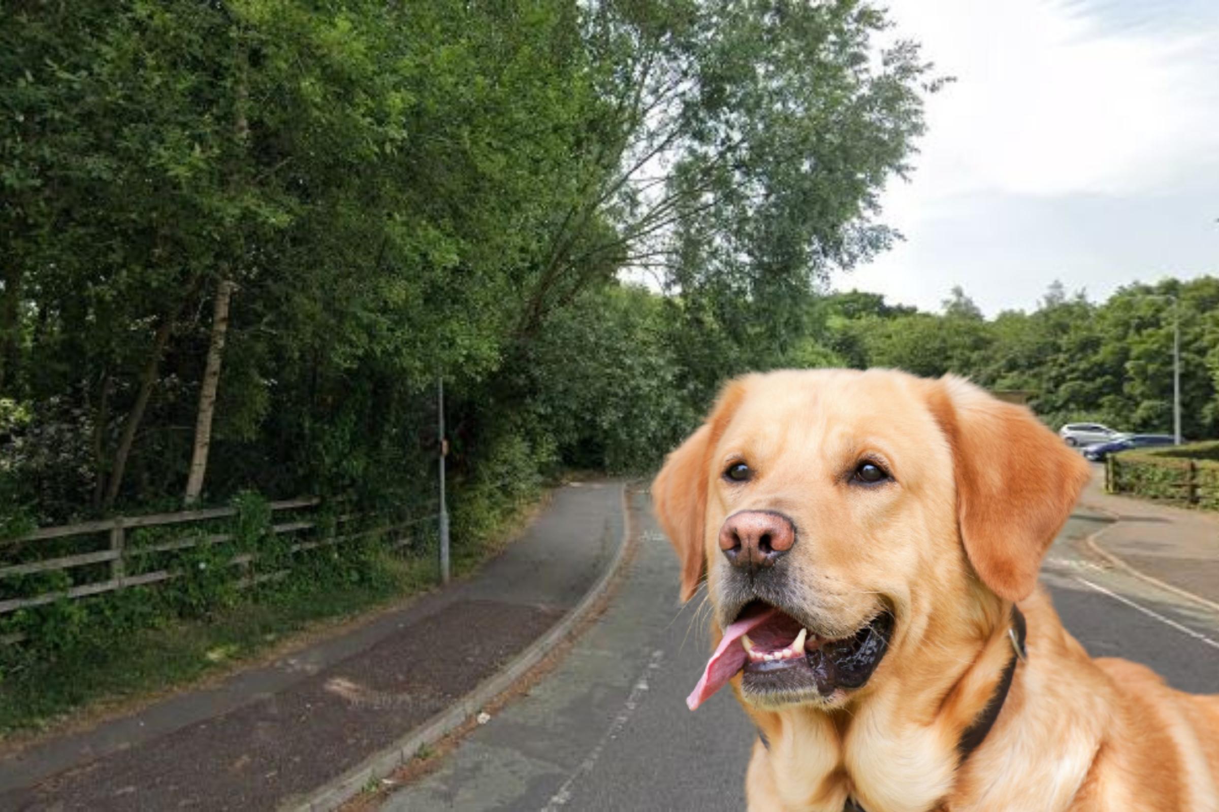 Colchester incident sees dog reportedly lunge at pram - Vimarsana News