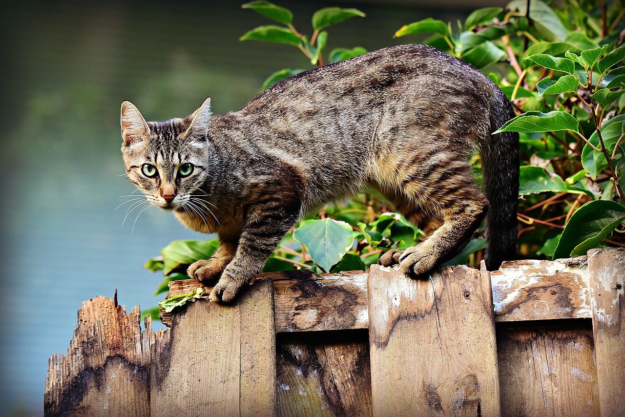Cat protection charity offers financial support for neutering cats - Vimarsana News