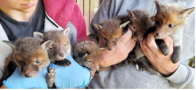 Ten fox cubs taken in to Thorrington animal rescue centre | Gazette 