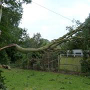 The 80-year-old beech tree split in half and fell on Elizabeth French's conservatory on Saturday