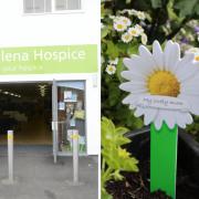 Hundreds of daisies raise thousands of pounds for much loved hospice