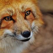 Tricky - A Colchester fox made the RSPCA's list of toughest rescues in 2022.