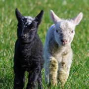 Spring - Leanne Simons captured this adorable image of two spring lambs playing in the grass.