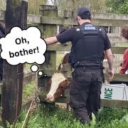 Oops - A cow got its head stuck in a fence in Colchester