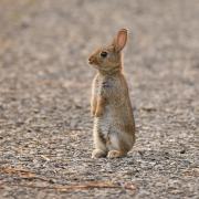 Adorable - Ant Niles sent in a photo of this rabbit posing for the camera.