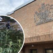 Cannabis farm - Antonio Qafaj appeared before Chelmsford Crown Court after admitting his role in a cannabis grow