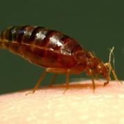Bedbug bites can look raised and itchy and are often seen in a line or grouped together.