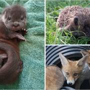 Rescued - Animals that have been looked after at Wildlives centre