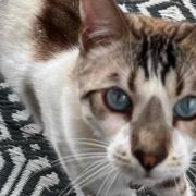 Missing - Cat owner Carol Maidment is trying to find her beloved feline Tiger