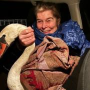 Rescue - The dog walker, her mother pictured with the swan, helped a swan which was stuck on a field near Colchester for more than 12 hours